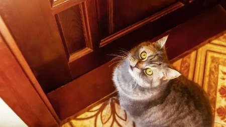 Koliko dugo mačke mogu da ostanu same kod kuće? Odgovor će iznenaditi mnoge vlasnike