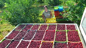 Posle skupog početka sezone stigle domaće trešnje - kupci odmah primetili razliku