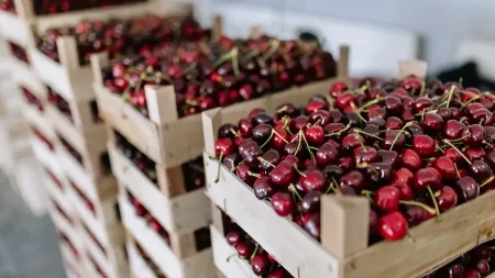 "Nudim tri kilograma trešanja za novi Mercedes" - region bruji o cenama omiljenog voća
