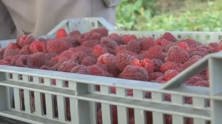 Provera pred berbu: Hepatitis A u malini iz Srbije zabrinuo voćare