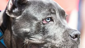 Da li treba da posetite veterinara? Evo šta znači kada pas ima plave oči - izgleda prelepo ali nije uvek bezazleno