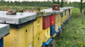Pčelari trljaju ruke: Bagrem ove godine doneo med za pamćenje