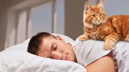 4 bolesti koje mačka može preneti vlasniku: Simptomi se često javljaju kasno