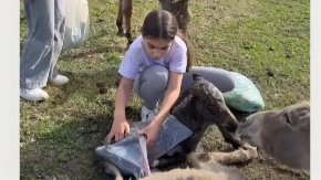 Anđelija pokazala šta su prave vrednosti: Tako mala, a hrabrija od mnogih odraslih (VIDEO)