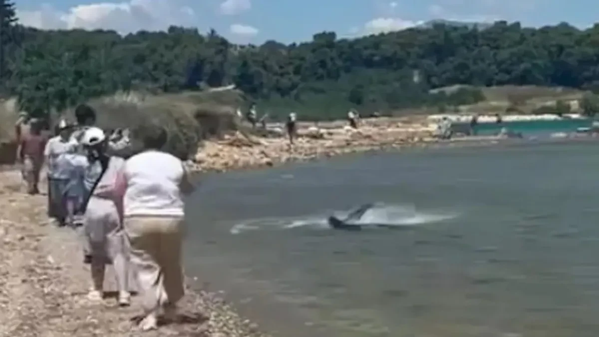 Panika u omiljenom srpskom letovalištu: Morska neman više puta viđena u plićaku – kupači bežali iz mora!