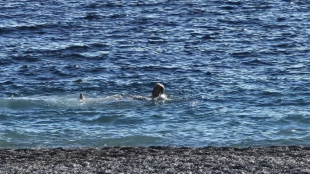Opušteno zaplivao na popularnoj plaži, pa ugledao ovo u vodi Zanemeo je od šoka i mogao da uradi samo jedno 