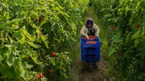 Ovako Turci zalivaju paradajz i zato im rađa kao lud: Plodovi budu krupni, puni soka i mnogo slađi