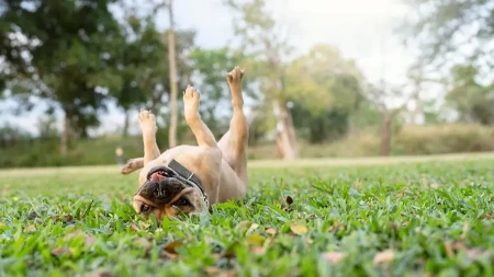 Veterinari otkrivaju: Evo šta znači kada se pas stalno valja po travi - želi nešto da vam poruči