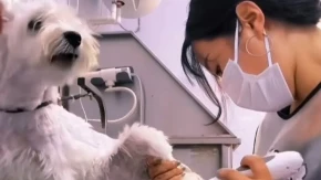 Internet se istopio: Reakcije pasa na manikir srušile TikTok - ovo je najsmešniji snimak godine