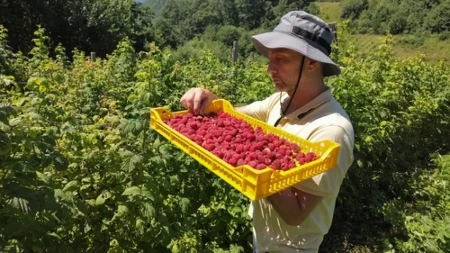 Ako preskočite ovo u junu, gubite pola roda maline: Evo kako doći do punih vangli crvenog zlata