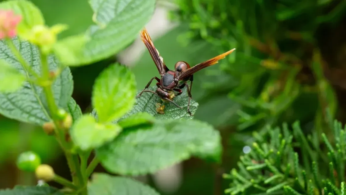 Zaboravite na insekticide: TikTok baštovan otkrio kako da proterate ose bez hemikalija - rešenje je genijalno