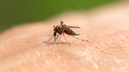 2 preparata koja se lako prave efikasno teraju komarce: Ne bacajte pare na skupu hemiju 