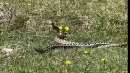 Ako u dvorištu vidite baš ovakvu rupu, verovatno se tu uvukla zmija: Svaka ima ovu 1 karakteristiku, ovo uradite!