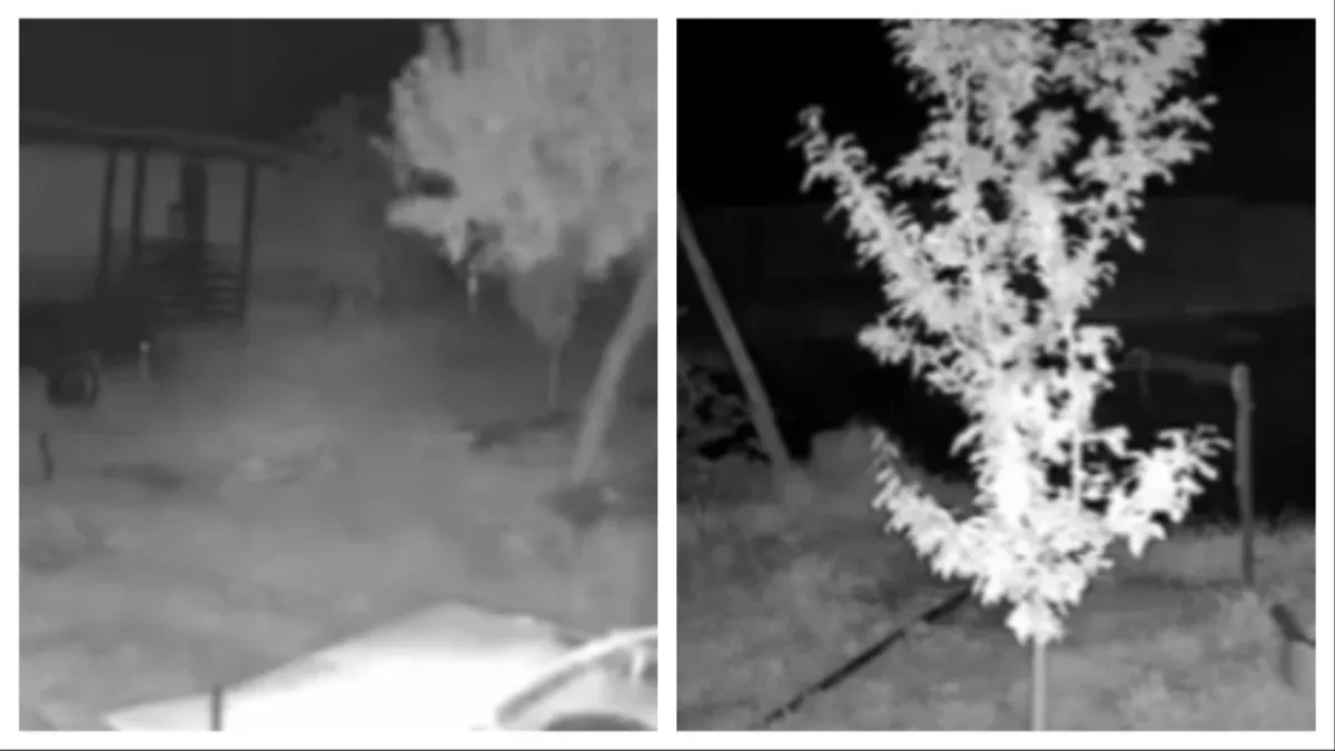 Jezivi snimak zemljotresa u Somboru: Psi su zalajali, a onda je počelo da se trese tlo!