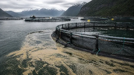 Ekološka bomba iz Norveške: More zagađeno kao kanalizacija miliona ljudi
