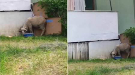 Čovek pred svaki Đurđevdan veže jagnje ili ovcu na kanapu, i... Mreže se usijale zbog slika, Srbija se podelila