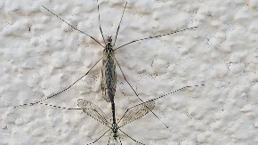 Prirodno rešenje za insekte: Zaboravite na jake sprejeve, evo kako da ih se rešite bez hemije