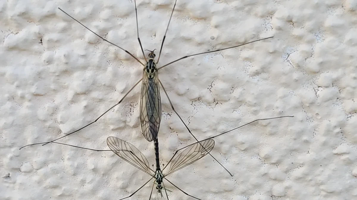 Prirodno rešenje za insekte: Zaboravite na jake sprejeve, evo kako da ih se rešite bez hemije