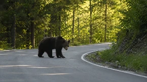 Haos na Tari: Ogromna zver snimljena pored asfalta, ljudi upozoreni da ne izlaze sami