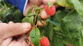 Prvi simptom bila jeza, onda je moje telo počelo da raste: Ivanjičanka preživela mišju groznicu - hanta virus opasnost za berače voća i ljude koji rade u prirodi