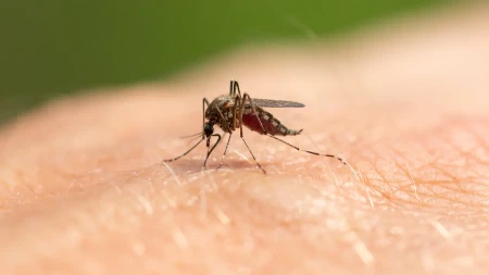 Šta se dešava sa komarcima? Ujedi sve bolniji, ubrzava se razmnožavanje