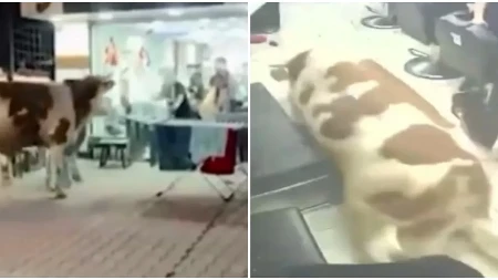 Bik težak 1,5 tonu uleteo u punu berbernicu: Nastala panika, kamere sve snimile (VIDEO)