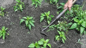 Kako i kada se okopava paprika? Ako pogodite vreme, ima da rađaju kao lude