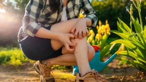 Komarci nose novu pretnju: Smrtonosni virus mogao bi da stigne do miliona ljudi 