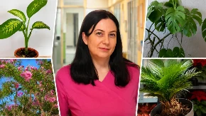 Ove biljke mnogi drže u dnevnoj sobi, a mogu da ugroze dete: Doktorka upozorava roditelje