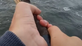 ''Tu je, vuci, vuci!'' Srbin pomoću genijalne fore izvukao grdosiju iz Dunava - pecaroši sa skupom opremom na aparatima
