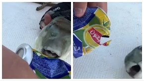 Kida kao besni pitbul! Opasna riba koja se širi Grčkom cepa limenku ujedom - turisti u šoku