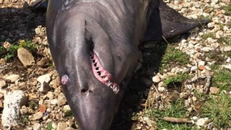 More izbacilo zubatu neman kakav se retko viđa: Prizor na plaži šokirao prolaznike