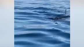 Jeziv snimak ledi krv: Ronioca nedaleko od obale napala krvožedna ajkula - borio se za goli život
