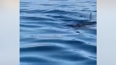 Jeziv snimak ledi krv: Ronioca nedaleko od obale napala krvožedna ajkula - borio se za goli život