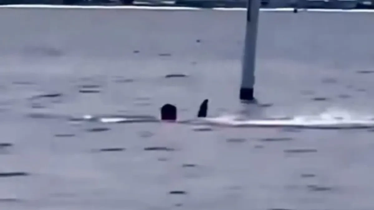 "Upomoć! Upomoć!" Ajkula grabi čoveka pred kamera, a onda nestaju pod vodom! (VIDEO)