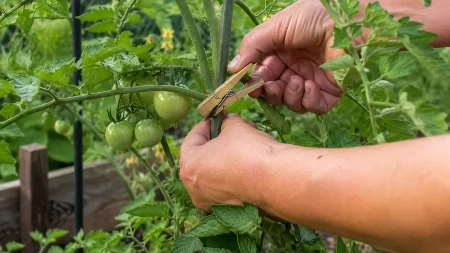 Teta Zora je svake godine kačila štipaljku na paradajz: Komšije su se smejale, a onda gledale kako joj bašta rađa kao luda