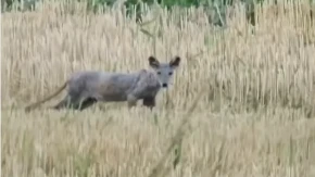 Šta je bre ovo?! Kamera snimila jezivog stvora u Srbiji, ljudi ne mogu da veruju svojim očima (VIDEO)