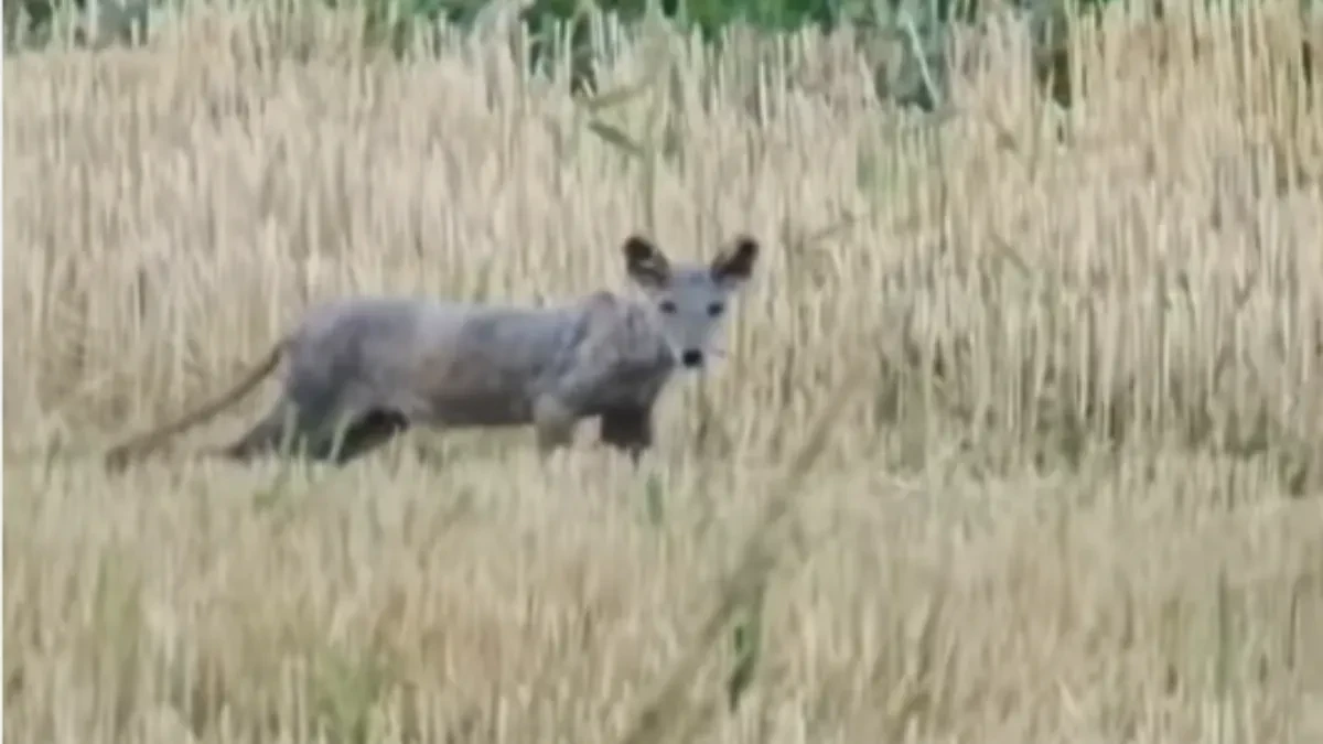Šta je bre ovo?! Kamera snimila jezivog stvora u Srbiji, ljudi ne mogu da veruju svojim očima (VIDEO)
