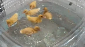 Ništa slađe nećete videti: Snimak na kom žena kupa pačiće raspametio ljude na mrežama