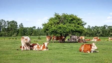 Važna vest za stočare - donet pravilnik koji menja otkup mleka u Srbiji