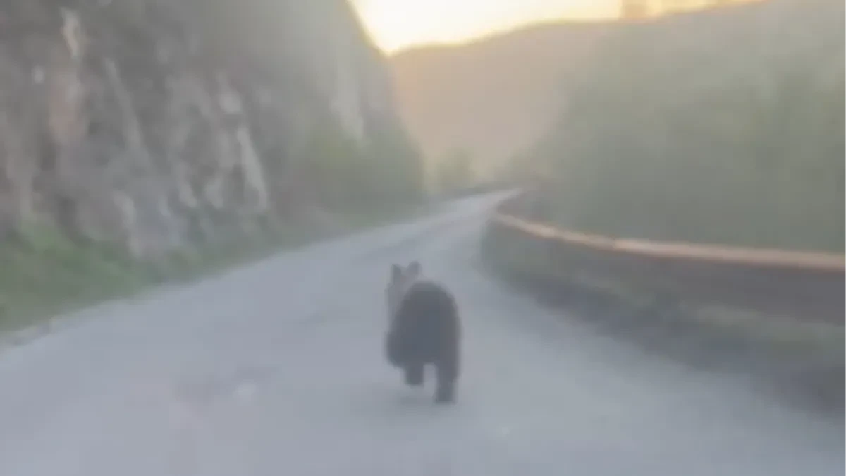 Medved snimljen kako trči kroz tunel na Tari! "Au, šta sam doživeo! Gledaj ga kako piči!" (VIDEO)