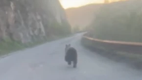Medved snimljen kako trči kroz tunel na Tari! "Au šta sam doživeo! Gledaj ga kako piči!" (VIDEO)