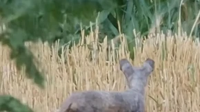 ''Šta je ovo, majko mila?'' U Mačvi snimljena neobična životinja bez krzna, ljudi u šoku!