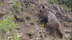 Srpkinja spasila sebe i dete (3) od mečke! Drama na Tari – ovako im je sačuvala živote