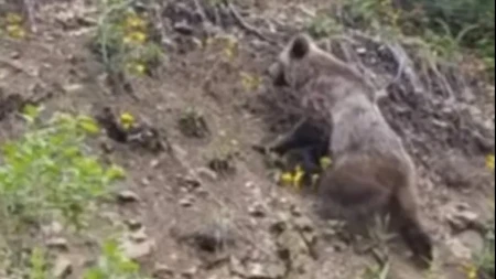 Srpkinja spasila sebe i dete (3) od mečke! Drama na Tari – ovako im je sačuvala živote