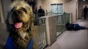 Slavila titulu, a onda joj policija ubila psa pred očima! Vrištala nad telom ljubimca, snimak šokirao Ameriku
