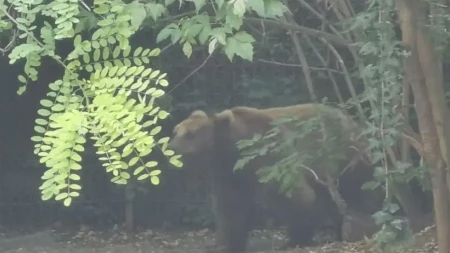 Crni medved napao dečaka! "Malo ga je bacao, ali ništa ozbiljno"