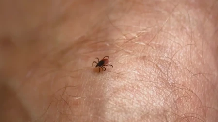 Krpelji će od ovoga bežati kao ludi: Stavite ovu stvar u džep, i zaštita je zagarantovana!
