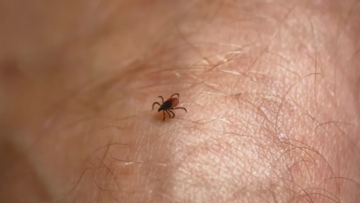 Krpelji će od ovoga bežati kao ludi: Stavite ovu stvar u džep, i zaštita je zagarantovana!