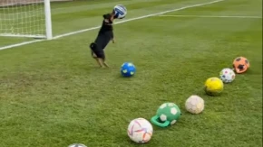 Totalni hit na mrežama: Pas Ronaldo brani na golu kao profesionalac – ljudi u neverici!